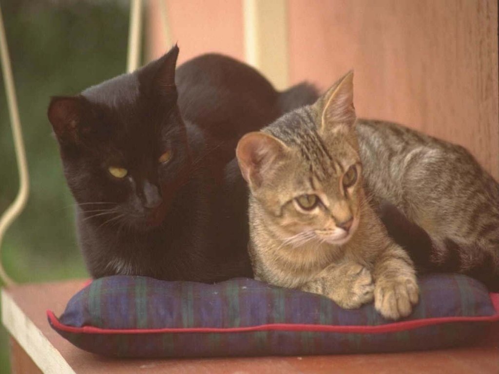 Chats - 068